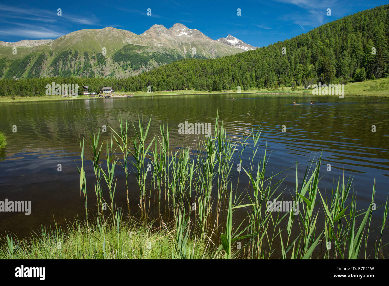 Engadin, Engadin, Statzersee, See, St. Moritz, St. Moritz, Bergsee, Kanton Graubünden, Graubünden, Oberengadin, GR, S Stockfoto