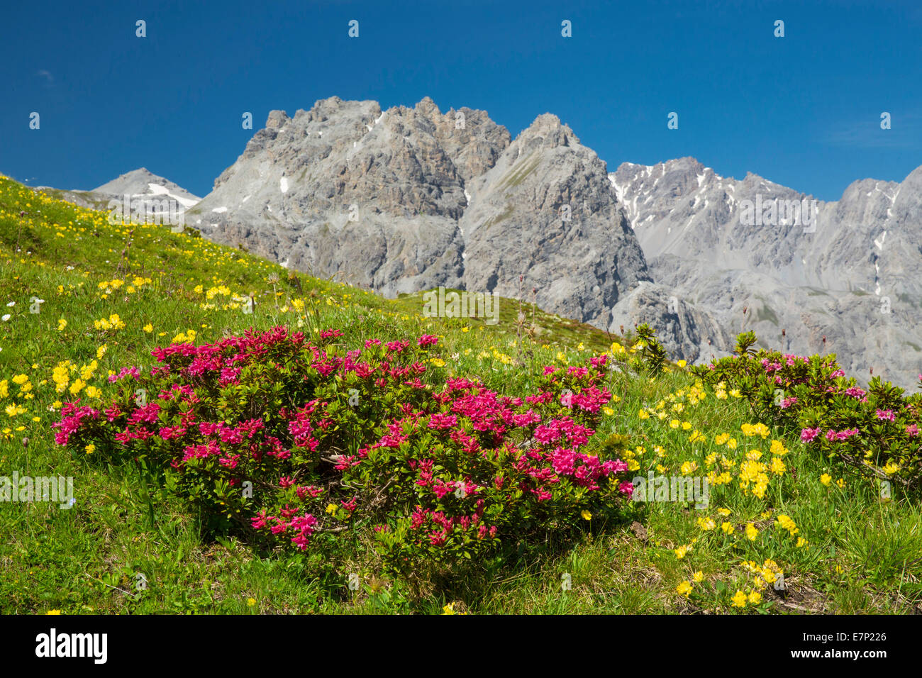 Münster-Tal, GR, Alpenblumen, Val Mora, GR, Berg, Berge, Kanton, GR, Graubünden, Graubünden, Unterengadin, untere Enga Stockfoto