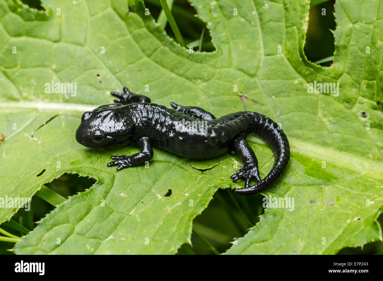 Tier, Amphibien, Salamandra, Alpensalamander, schwarz, Salamandra Atra, Salamander Stockfoto