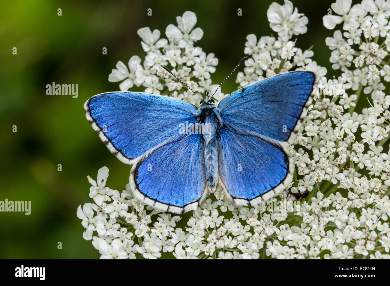Tier, Insekten, Schmetterling, Lepidoptera, Arthropoda, blau, Polyommatus Bellargus, Blume, Adonis Blue, White Stockfoto