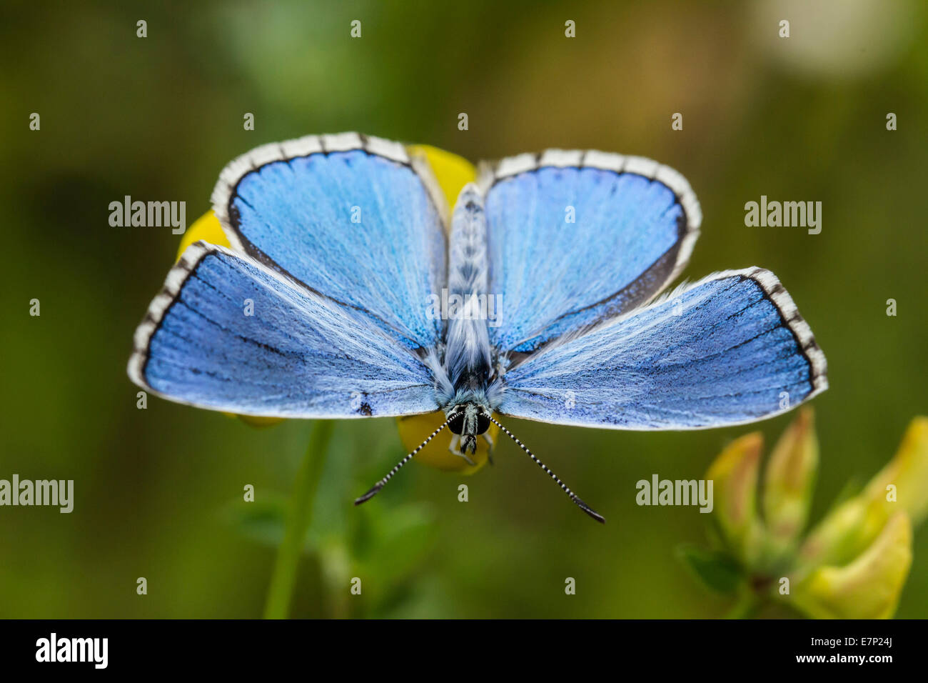 Tier, Insekten, Schmetterling, Lepidoptera, Arthropoda, blau, Polyommatus Bellargus, Blume, Adonis Blue, White Stockfoto