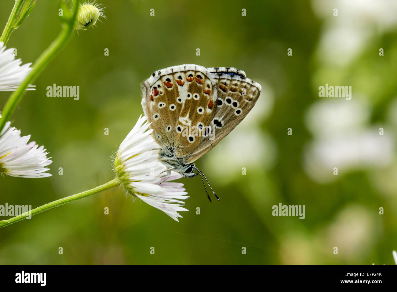 Tier, Insekten, Schmetterling, Lepidoptera, Arthropoda, blau, Polyommatus Coridon, Blume, Chalkhill Blue, White Stockfoto