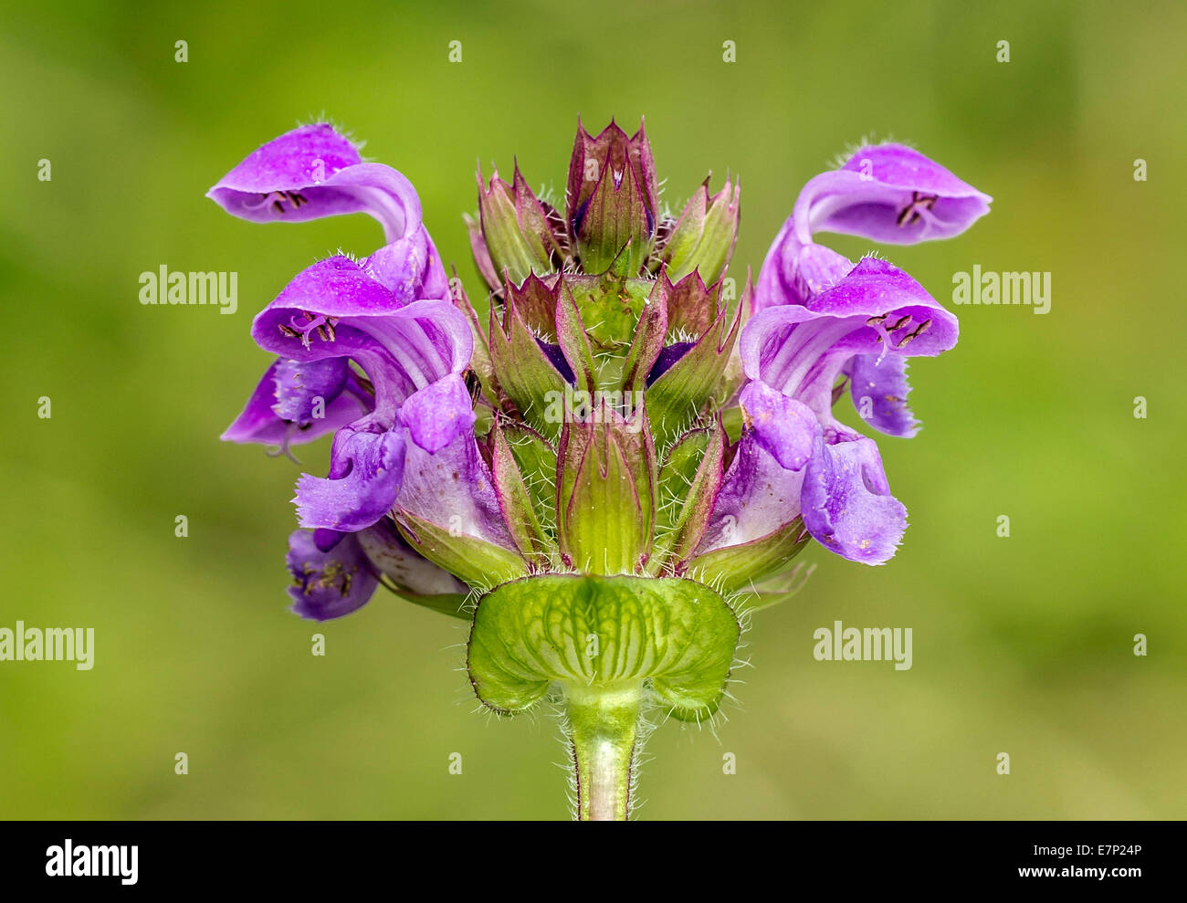 Blume, violett, blau, Stockfoto