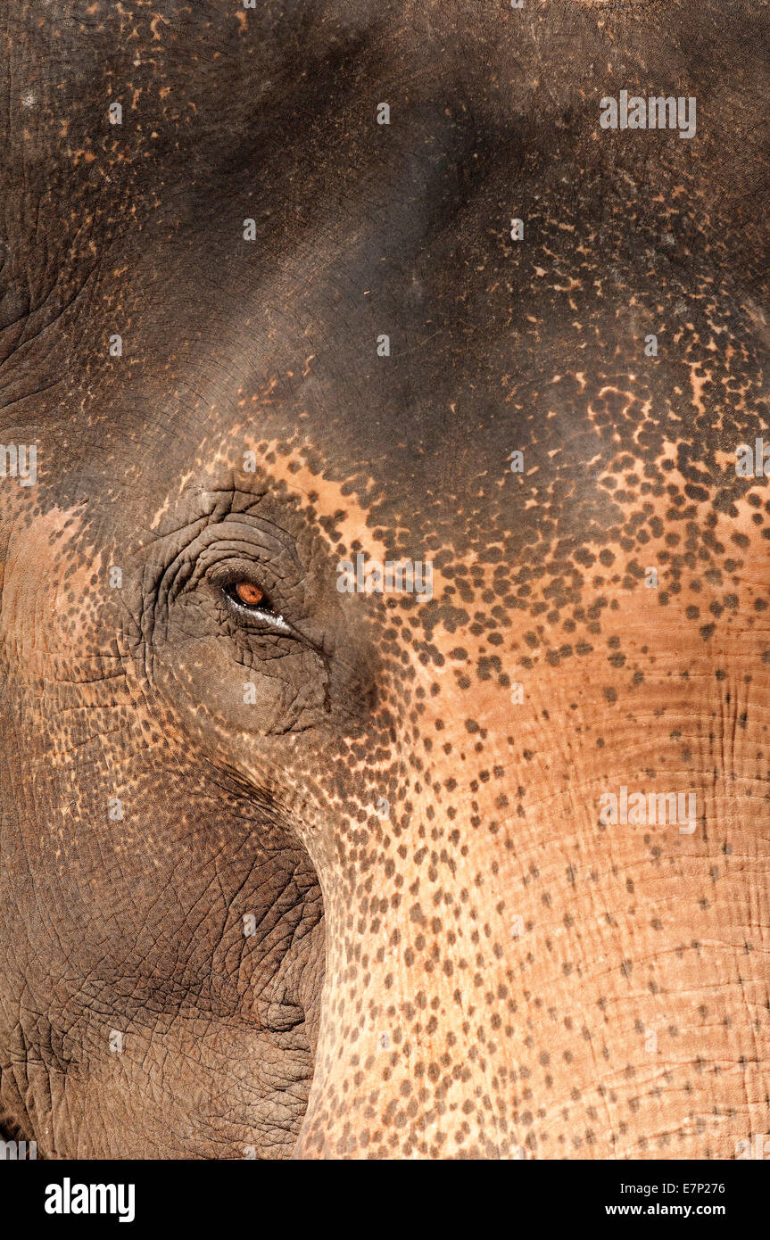 Asien, n Elefant, Elephant, Auge, Nahaufnahme, Elephas Maximus, Thailand, Asien, Tier Stockfoto
