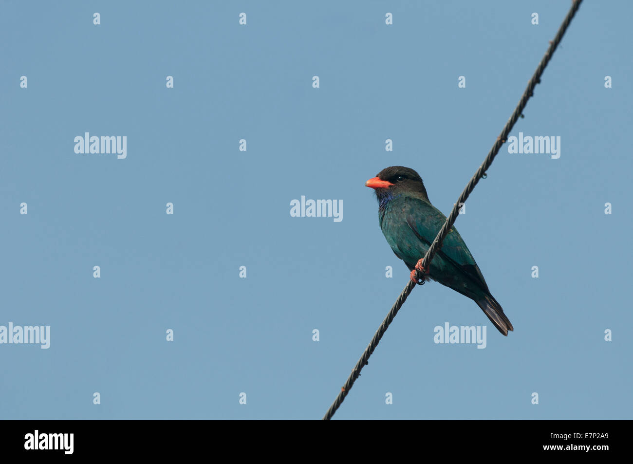 Dollarbird, Eurystomus Orientalis, Thailand, Asien, Vogel Stockfoto