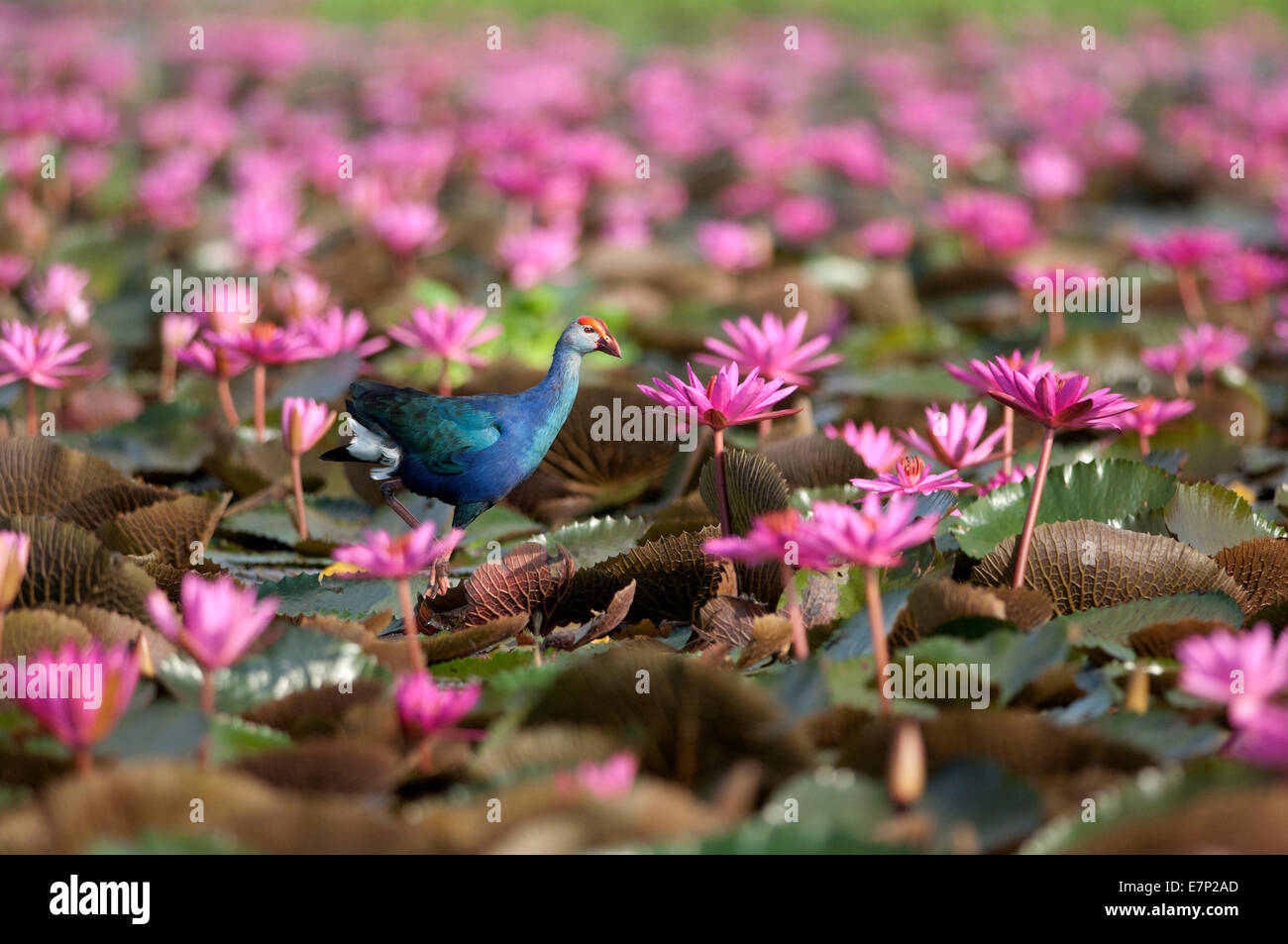 Purpurhuhn, Vogel, Swamphen unter der Leitung von grau, lila Wasserhuhn, lila Gallinule, Purpurhuhn, Porphyrio Porphyrio Poliocephalus, T Stockfoto