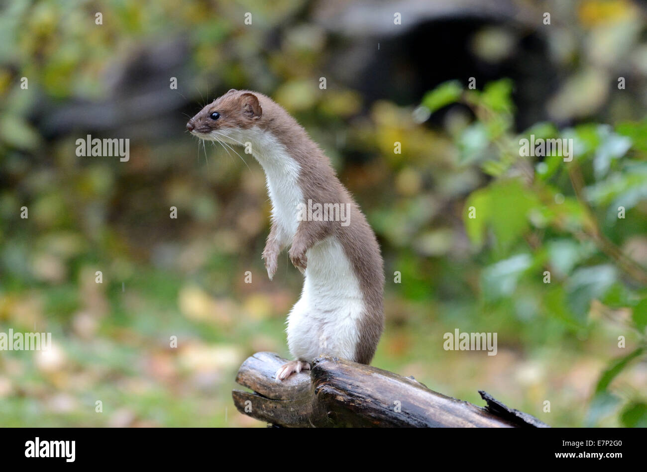 Hermelin, Herbst, großes Wiesel, kurzes Heck Wiesel, Mustela Erminea, Räuber, Räuber, Endemical, wildes Tier, Tier, Deutschland Stockfoto