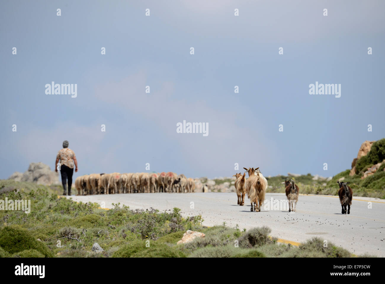 Europa, Griechenland, Griechisch, Kreta, Mittelmeer, Insel, Omalos, Landwirtschaft, Schafe, Straße Stockfoto