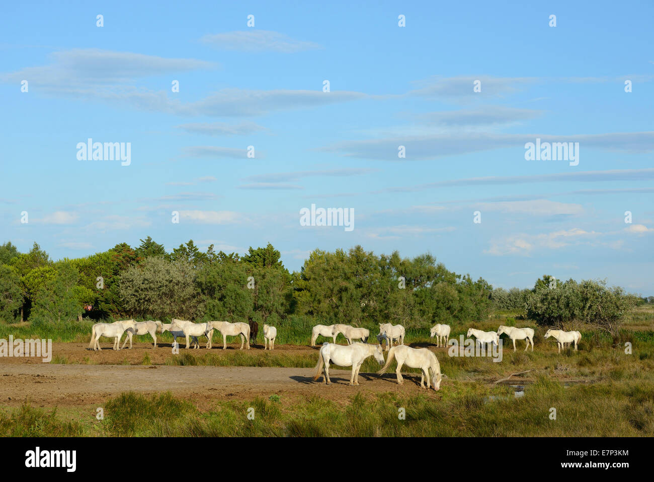 Europa, Frankreich, Languedoc - Roussillon, Camargue, weißes Pferd, Grauschimmel, Tier, Pferde, Herde Stockfoto
