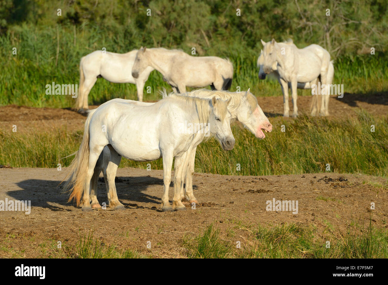 Europa, Frankreich, Languedoc - Roussillon, Camargue, weiße Pferde, graue Pferde, Tier, Pferd, Saintes Maries De La Mer Stockfoto