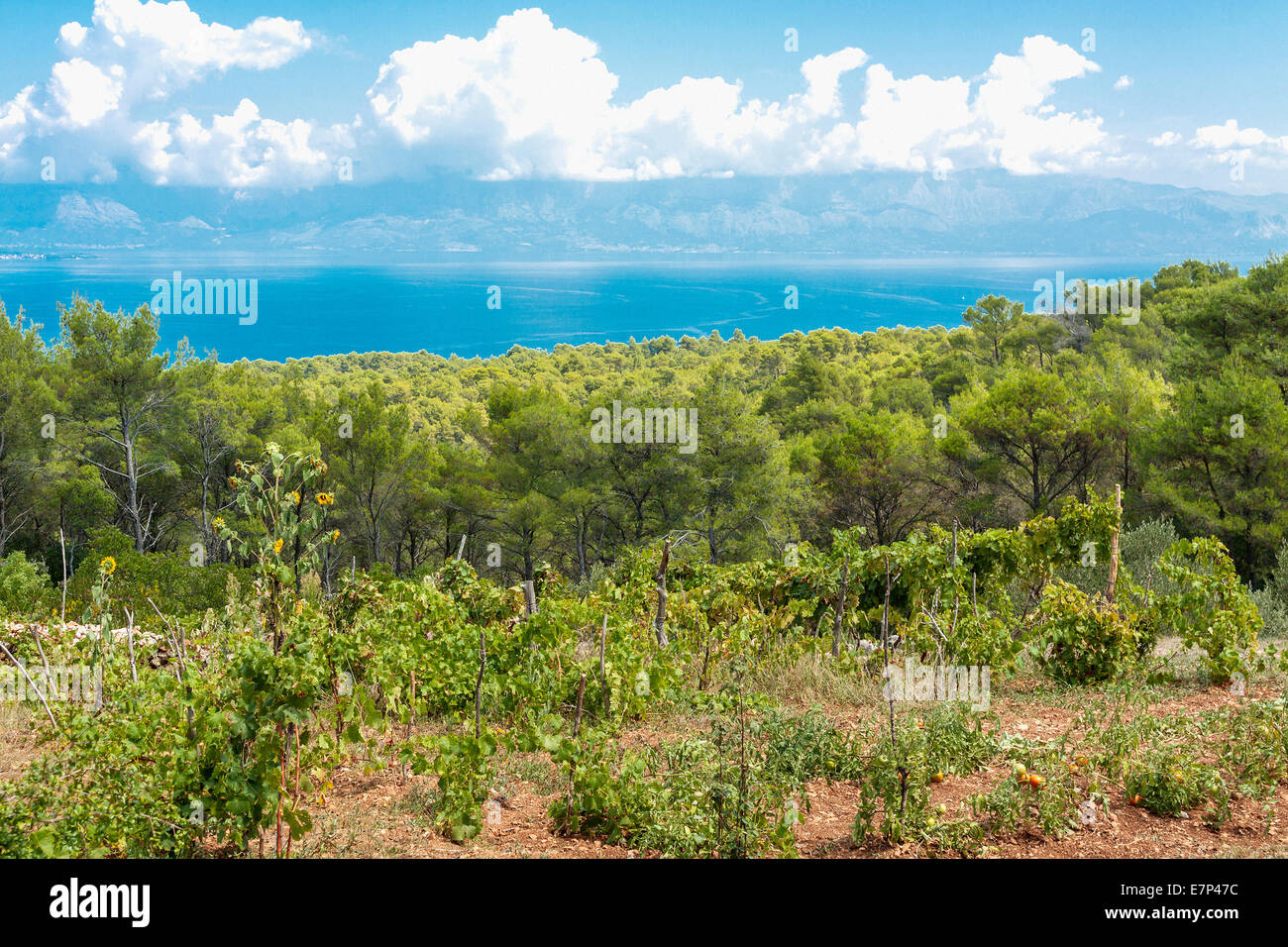 Trauben und Tomaten angebaut in Humac Dorf, Insel Hvar, Kroatien Stockfoto