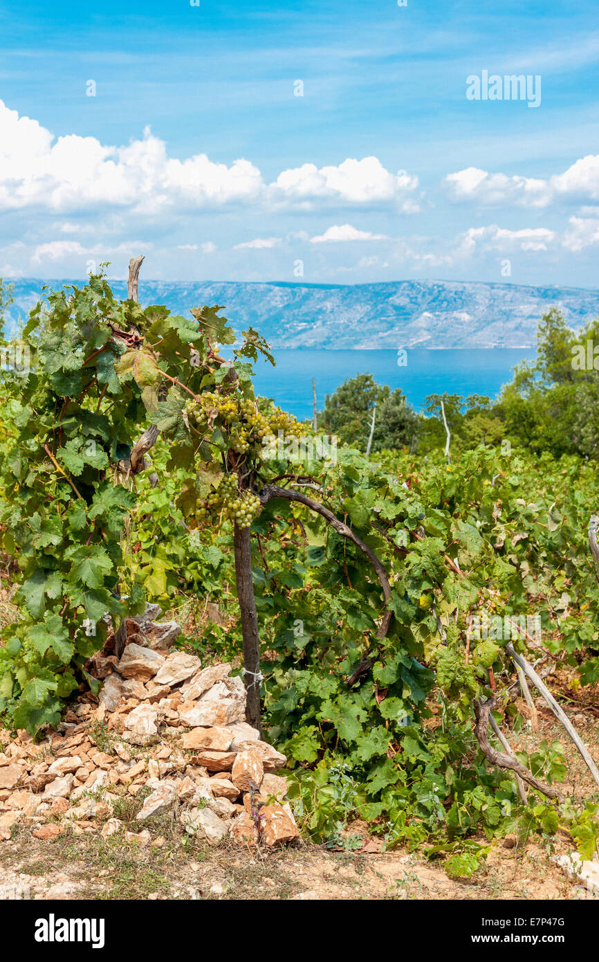 Grapefield im Dorf Humac, Insel Hvar, Kroatien Stockfoto