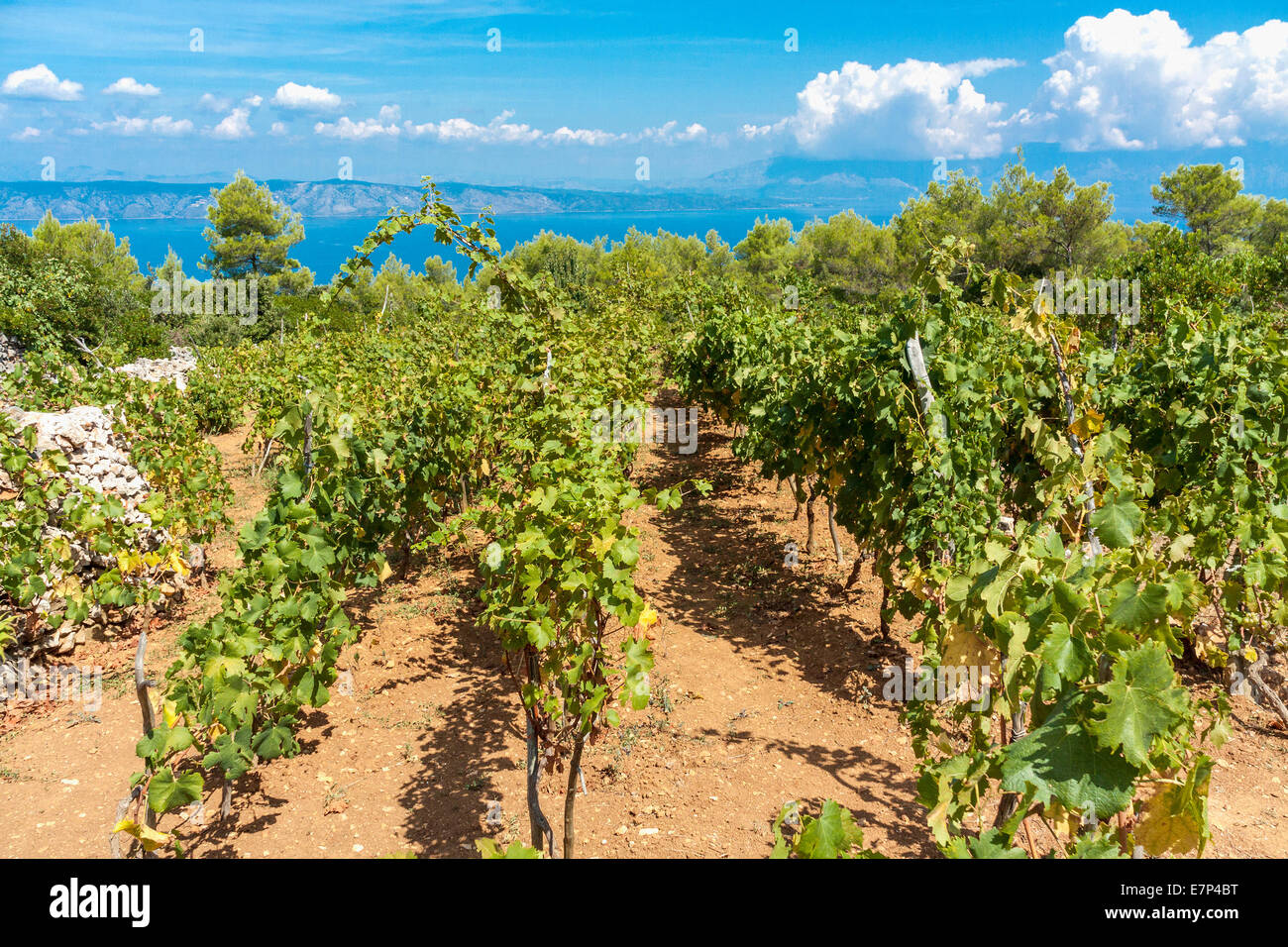 Grapefield im Dorf Humac, Insel Hvar, Kroatien Stockfoto