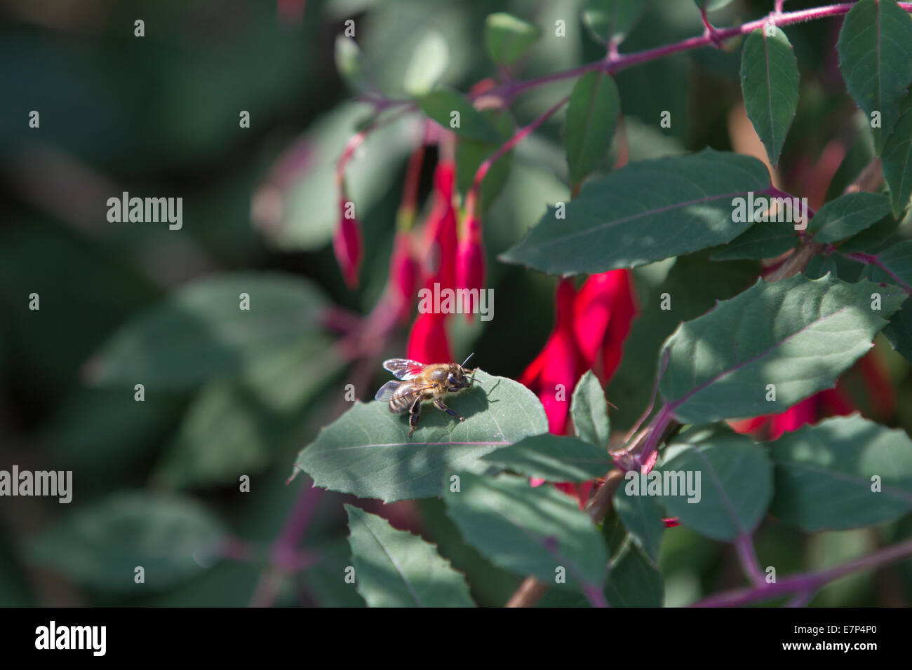 Sonnendurchflutetes Honigbiene ruht auf Fuchsia Blatt in gefleckte Sonnenlicht Stockfoto