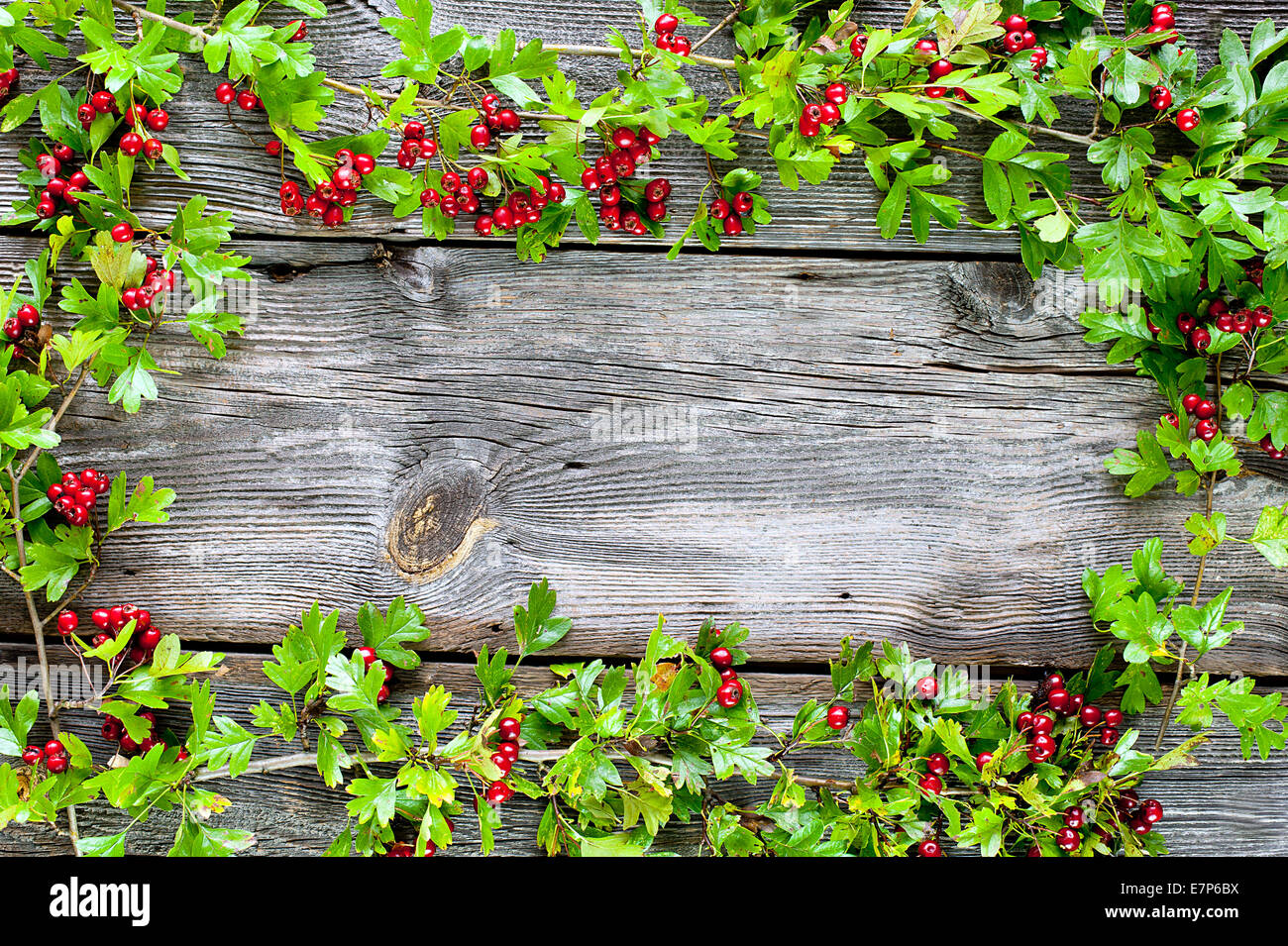 Herbst Hintergrund - Weißdorn bei dunklen Dielen Stockfoto