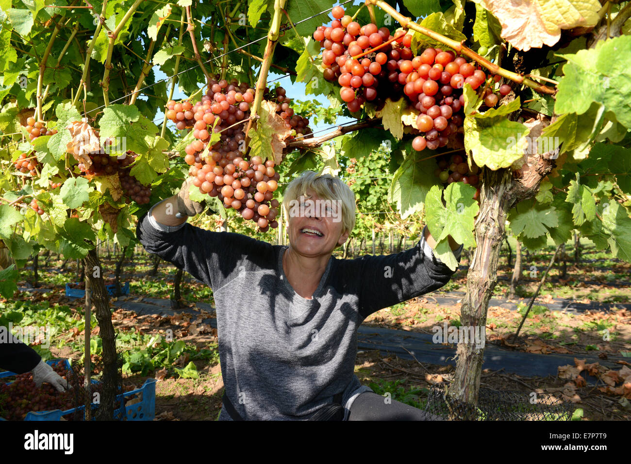 Weinlese-Pflücker ernten Ernte Siegerrebe Trauben auf Halfpenny grün Weingut Uk Stockfoto Weinlese-Pflücker ernten Ernte Siegerrebe Trauben auf Halfpenny grün Weingut Uk Stockfoto