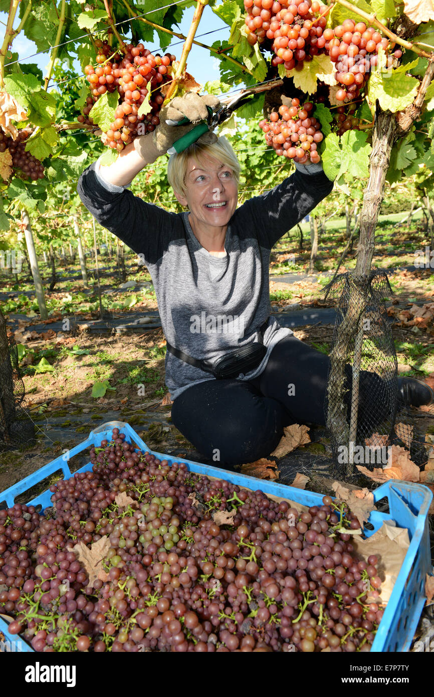 Weinlese-Pflücker ernten Ernte Siegerrebe Trauben auf Halfpenny grün Weingut Uk Stockfoto Weinlese-Pflücker ernten Ernte Siegerrebe Trauben auf Halfpenny grün Weingut Uk Stockfoto