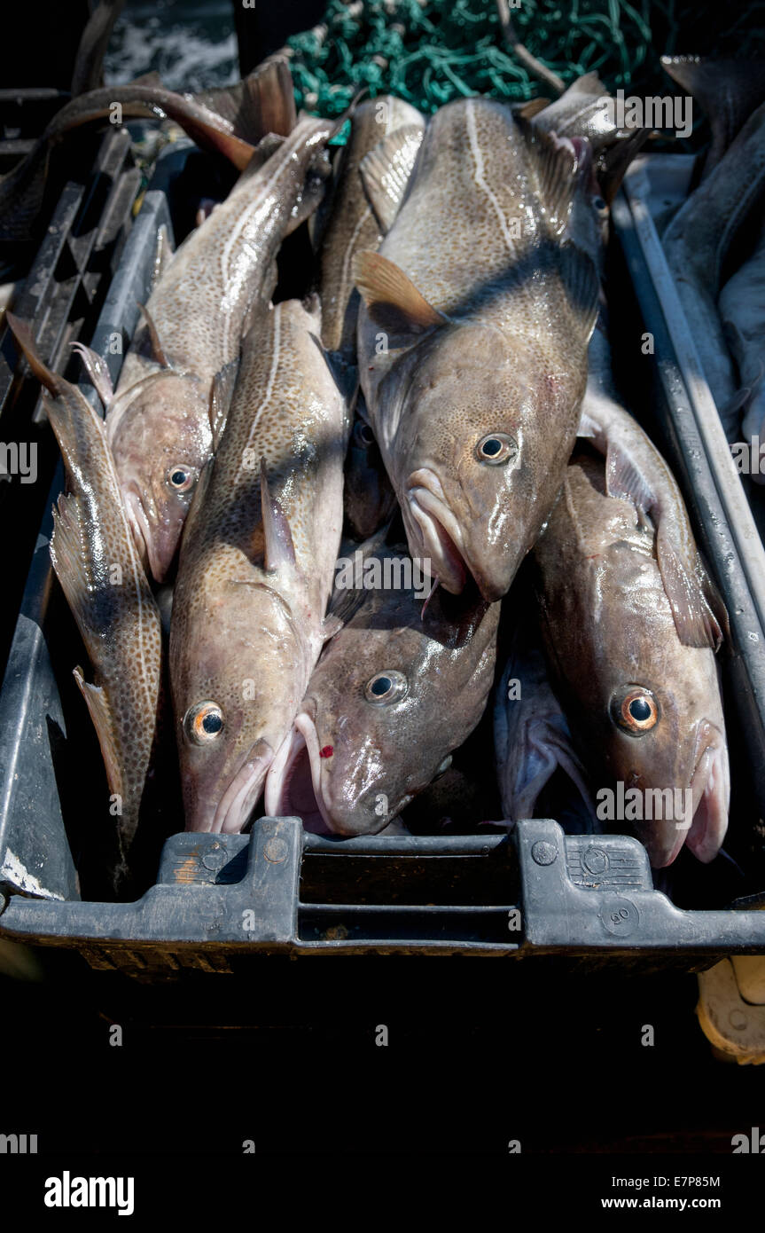 Atlantischer Kabeljau (Gadus Morhua) auf dem Deck der Fischerei Dragger. Stellwagen Bank, New England, Vereinigte Staaten von Amerika, Nord-Atlantik Stockfoto