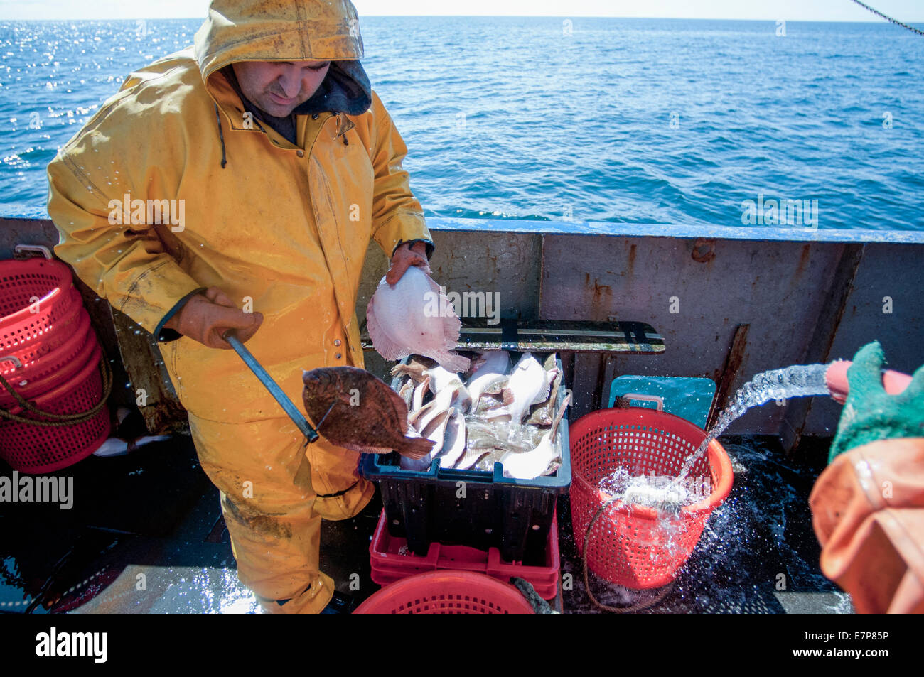 Waschen Korb voller Yellowtail Flunder (Limanda Ferruginea) auf Dragger Deck Stellwagen Banks, New England, USA, Stockfoto