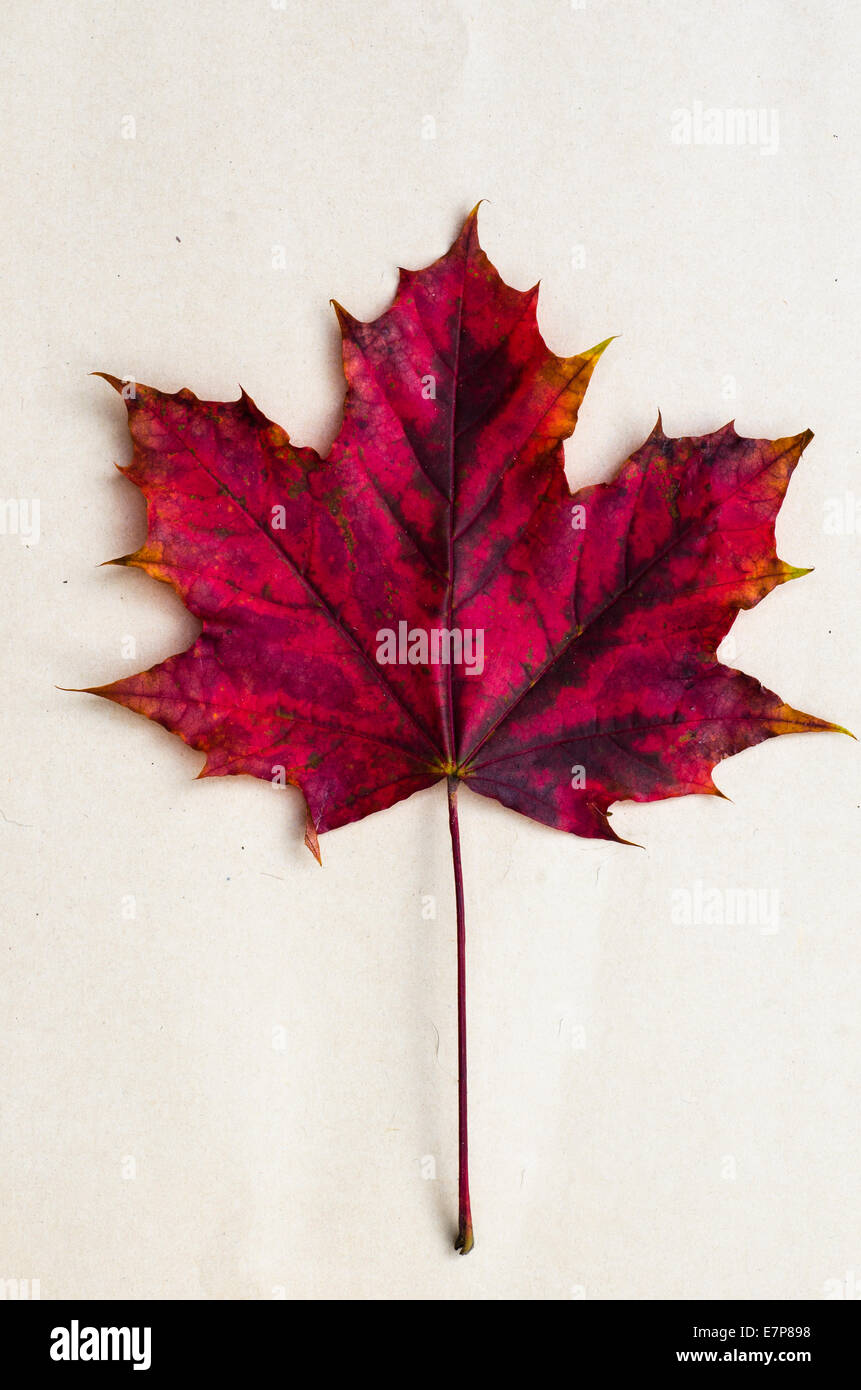 Herbst Blatt auf Papierhintergrund Stockfoto