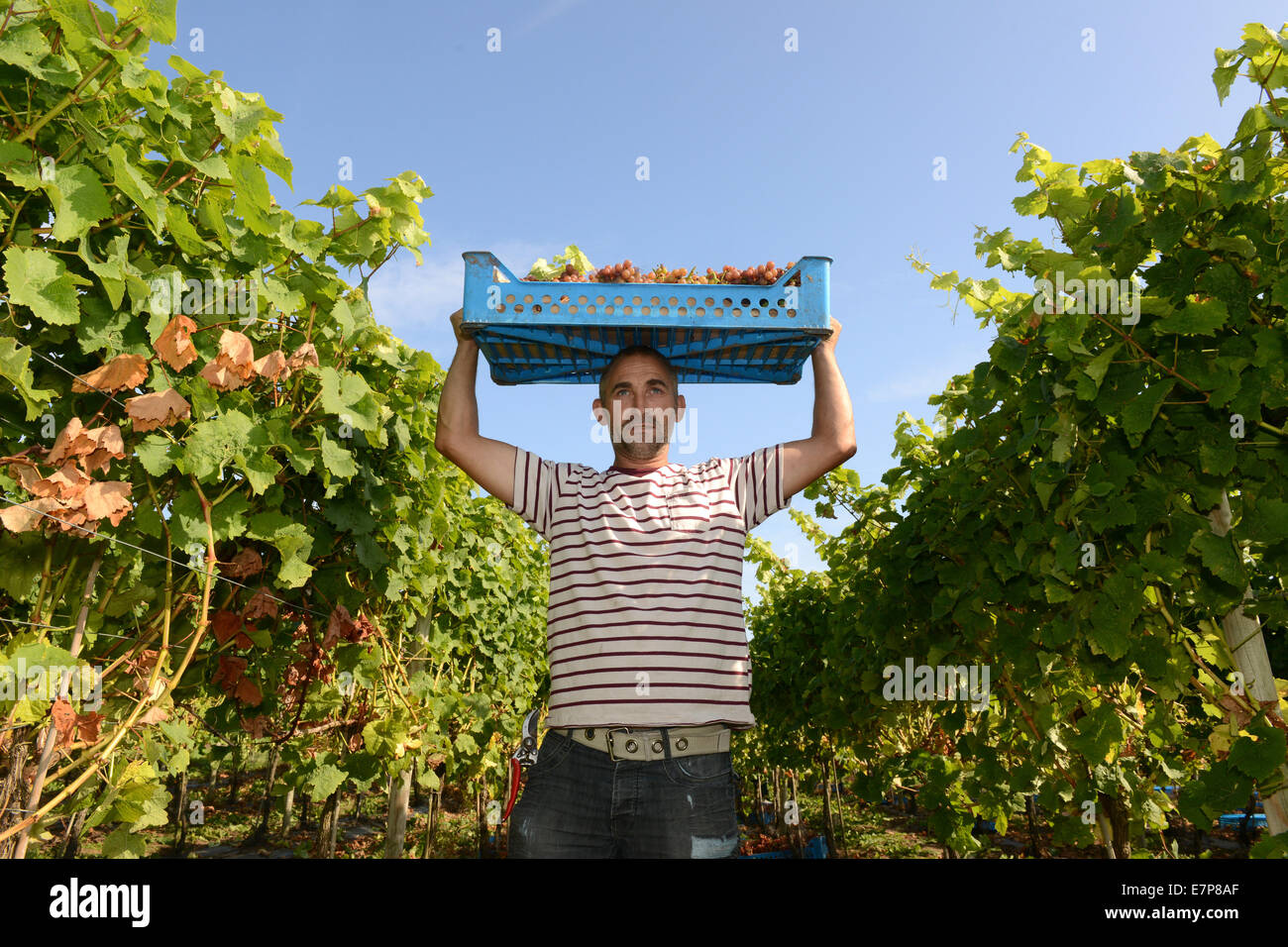 Weinlese-Pflücker ernten Ernte Trauben auf Halfpenny grün Weingut Uk Stockfoto Weinlese-Pflücker ernten Ernte Trauben auf Halfpenny grün Weingut Uk Stockfoto