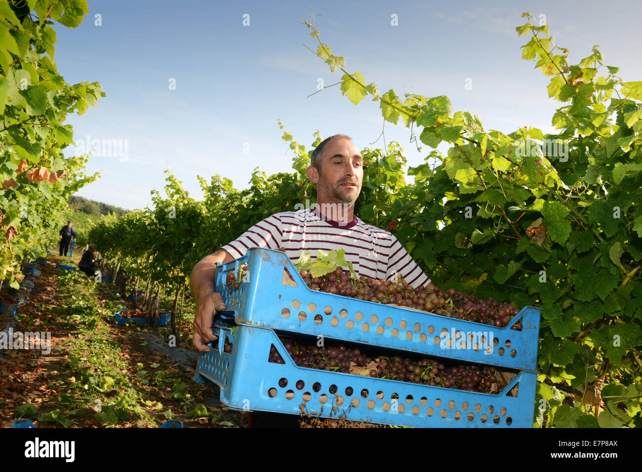 Weinlese-Pflücker ernten Ernte Trauben auf Halfpenny grün Weingut Uk Stockfoto Weinlese-Pflücker ernten Ernte Trauben auf Halfpenny grün Weingut Uk Stockfoto