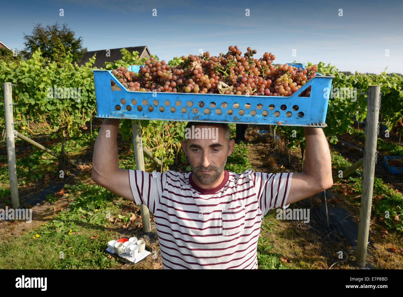 Weinlese-Pflücker ernten Ernte Siegerrebe Trauben auf Halfpenny grün Weingut Uk Stockfoto Weinlese-Pflücker ernten Ernte Siegerrebe Trauben auf Halfpenny grün Weingut Uk Stockfoto