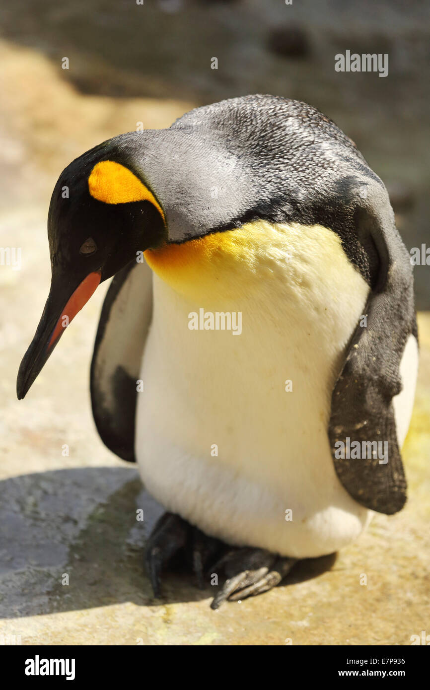 Ein Kaiserpinguin (Aptenodytes forsteri). Pinguine bewohnen die südliche Hemisphäre. Stockfoto