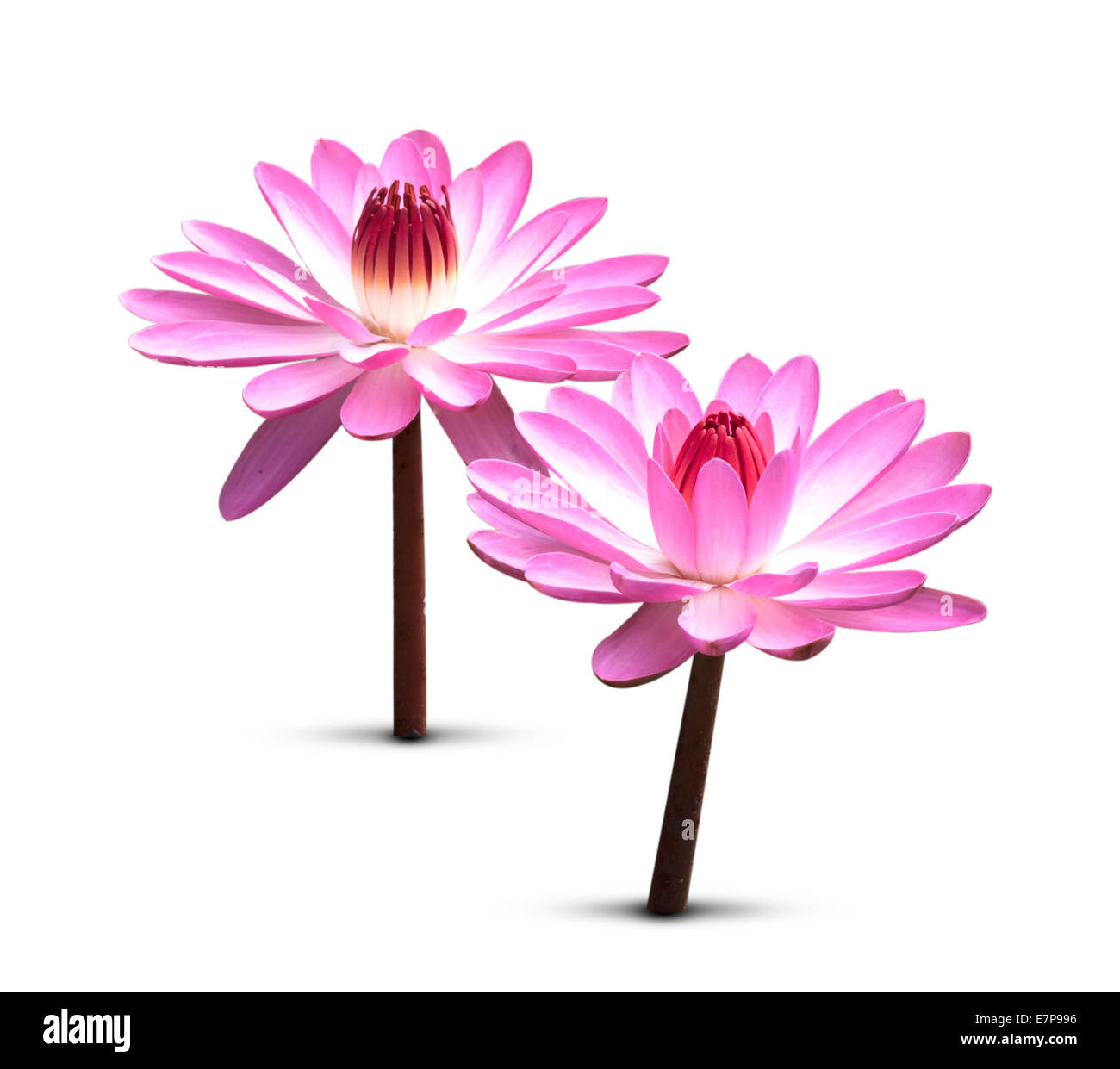 Beautiful Blooming Lotus Flower Stockfotos Und Bilder Kaufen Alamy