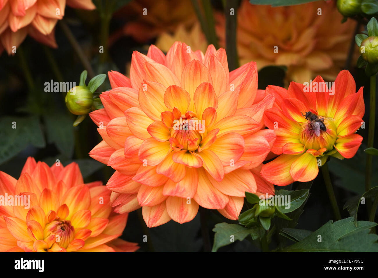 Karma Fotos und Bildmaterial in hoher Auflösung Alamy