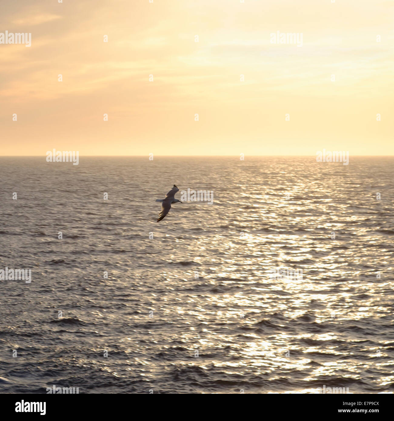 Portugal, Möwen fliegen über Meer bei Sonnenaufgang Stockfoto