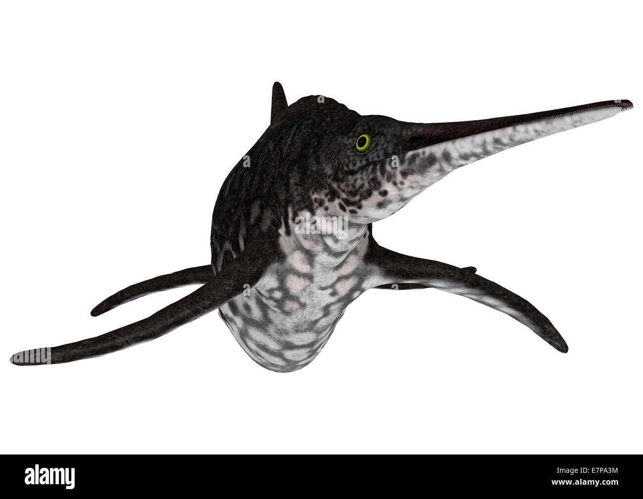 Digitale 3D Rendern von einem Ichthyosaurier Shonisaurus isoliert auf weißem Hintergrund Stockfoto