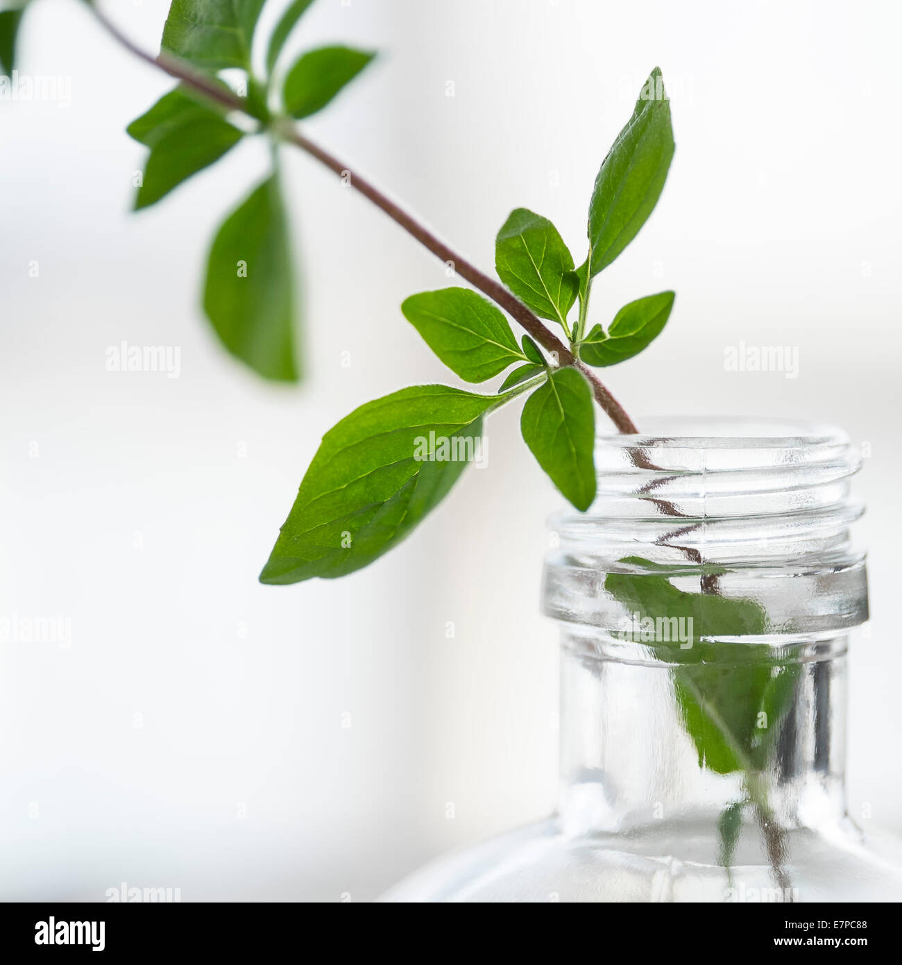 Oregano in der Flasche Stockfoto