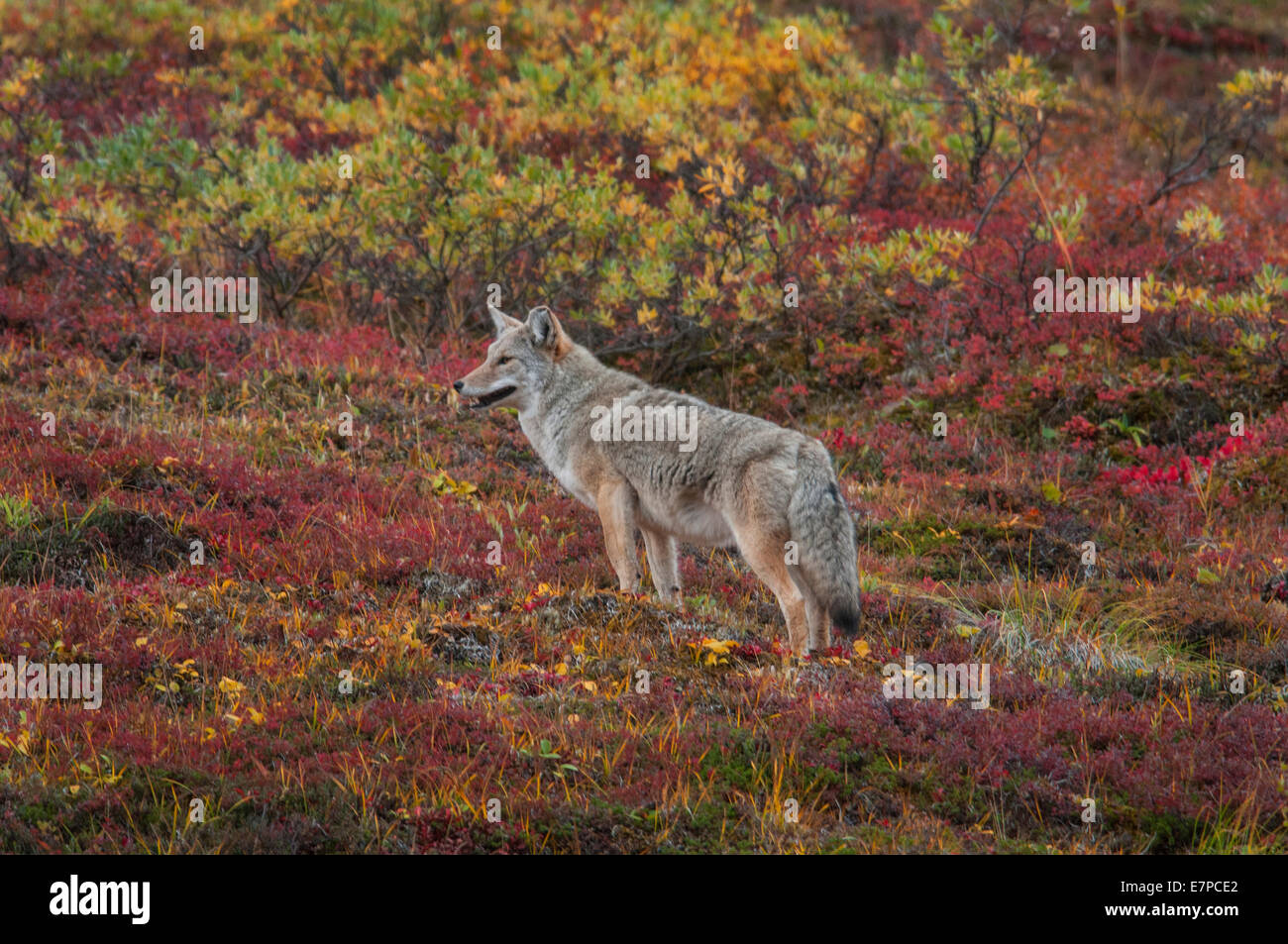 Kojote (Canis Latrans) Gewohnheiten eine tierische Erfolgsgeschichte in Adaption vor allem wegen seiner opportunistischen Fütterung. Reichweite: Alaska, Dose Stockfoto