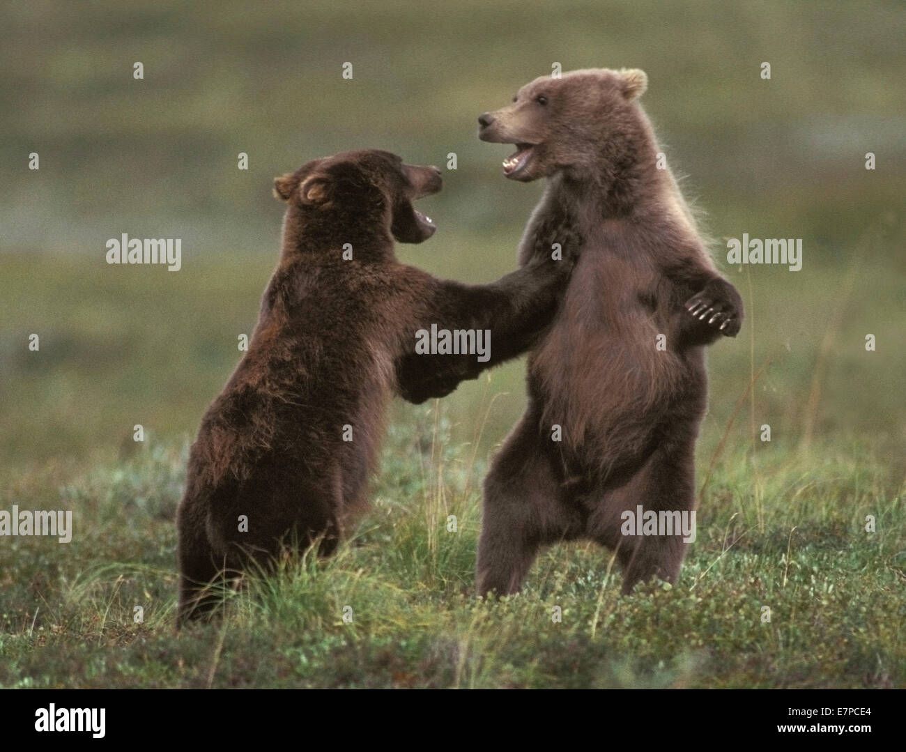 Grizzly Bear Cubs beim Spielen im Denali-Nationalpark, Alaska. Stockfoto