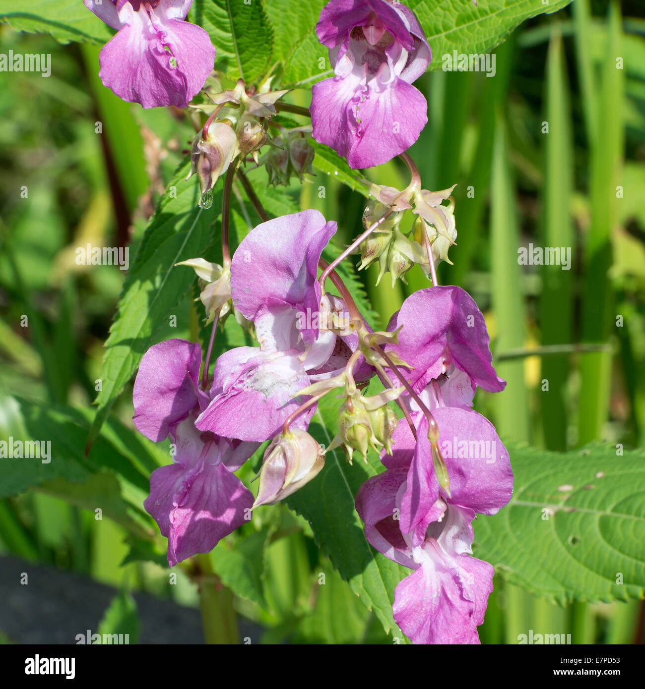 Nahaufnahme von rosa Indian Balsam Wildblumen in Marshy Land am Fairburn Ings in der Nähe von Castleford West Yorkshire England UK Stockfoto