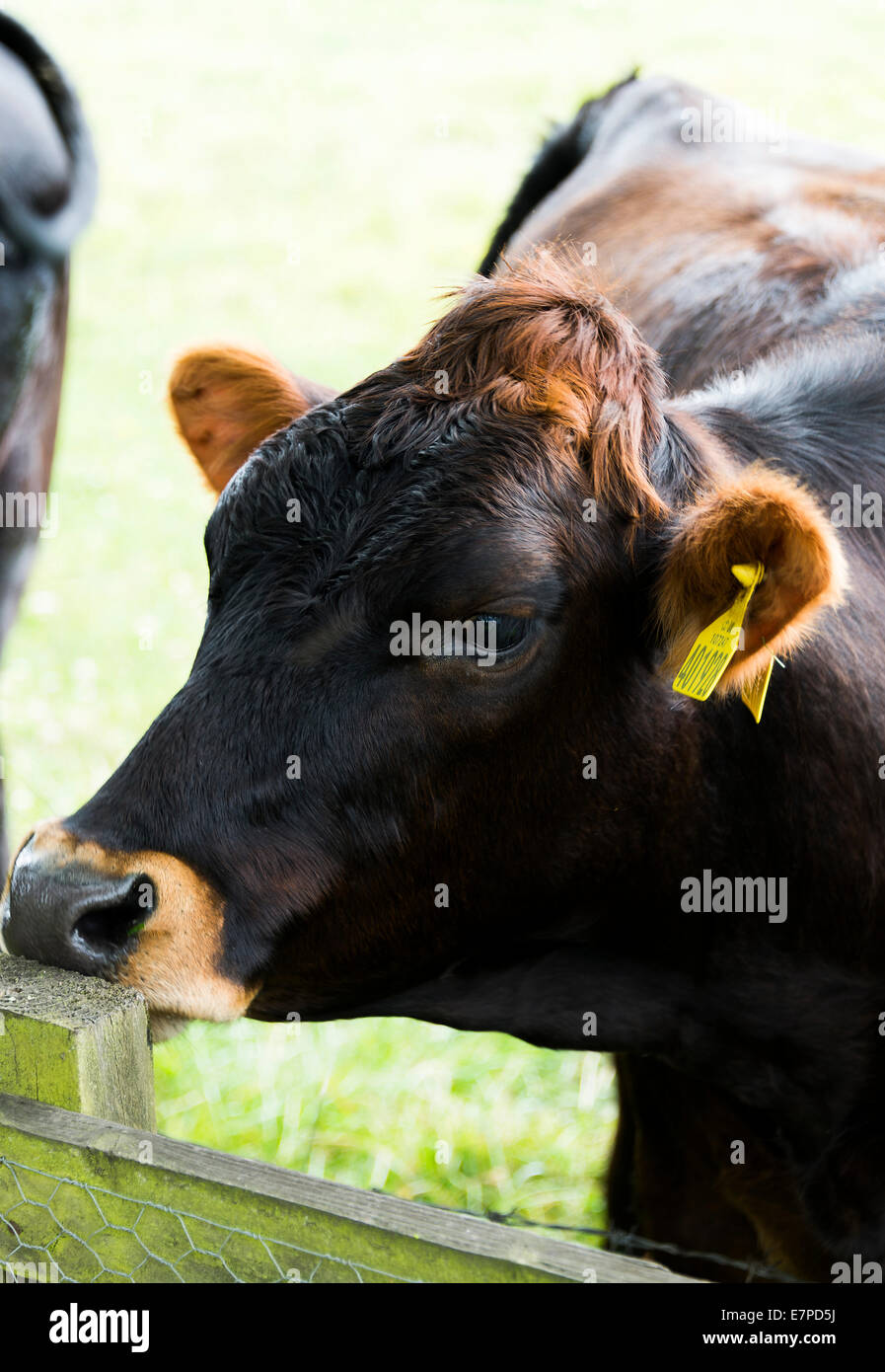 Nahaufnahme der eine braune Kuh in einem Feld bei Corbridge Northumberland England Vereinigtes Königreich UK Stockfoto