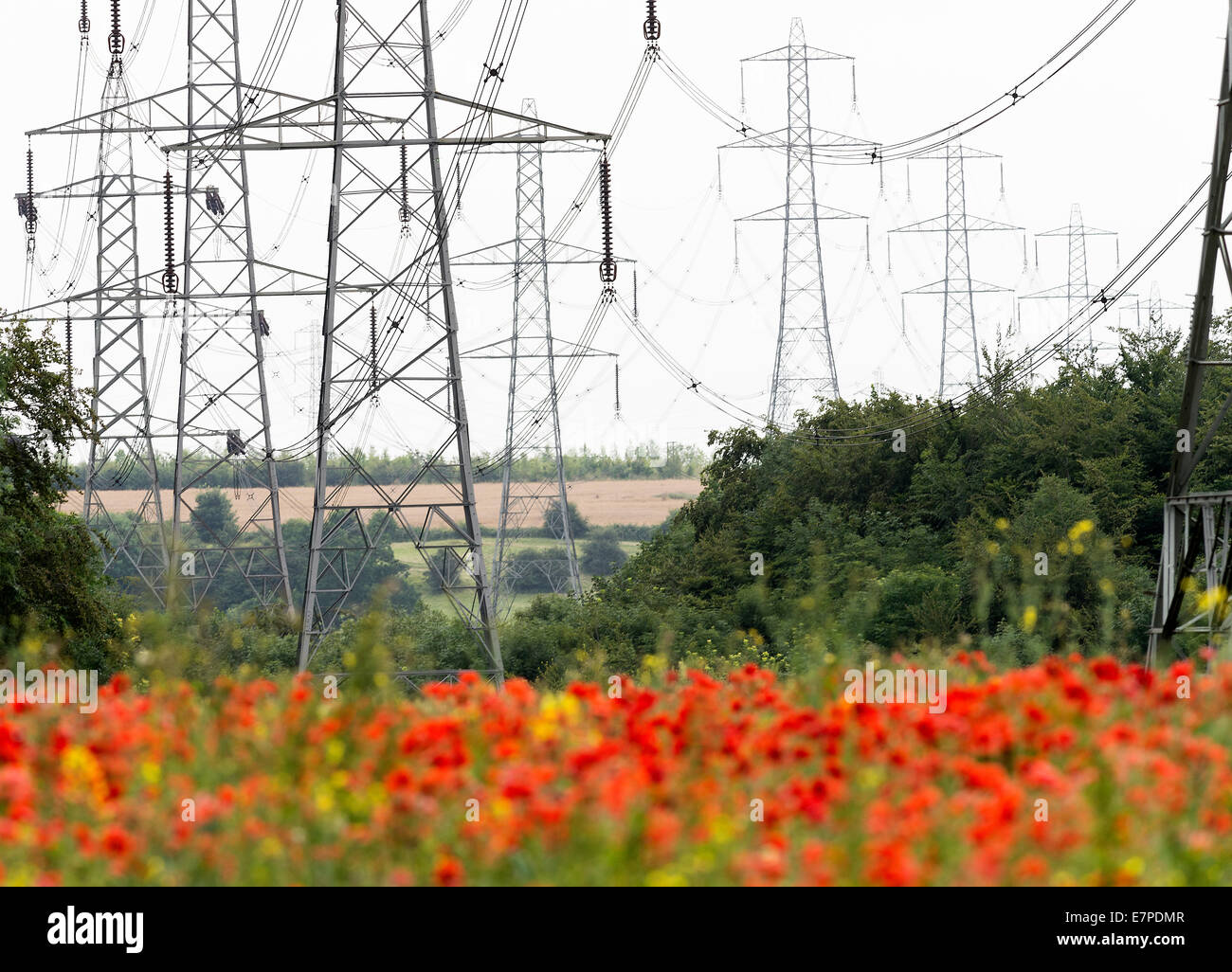 Obenliegende Elektrizität Stromkabel und Pylonen laufen durch ein Feld von rot gemeinsamen Mohn in der Nähe von Fairburn Ings Yorkshire England Stockfoto