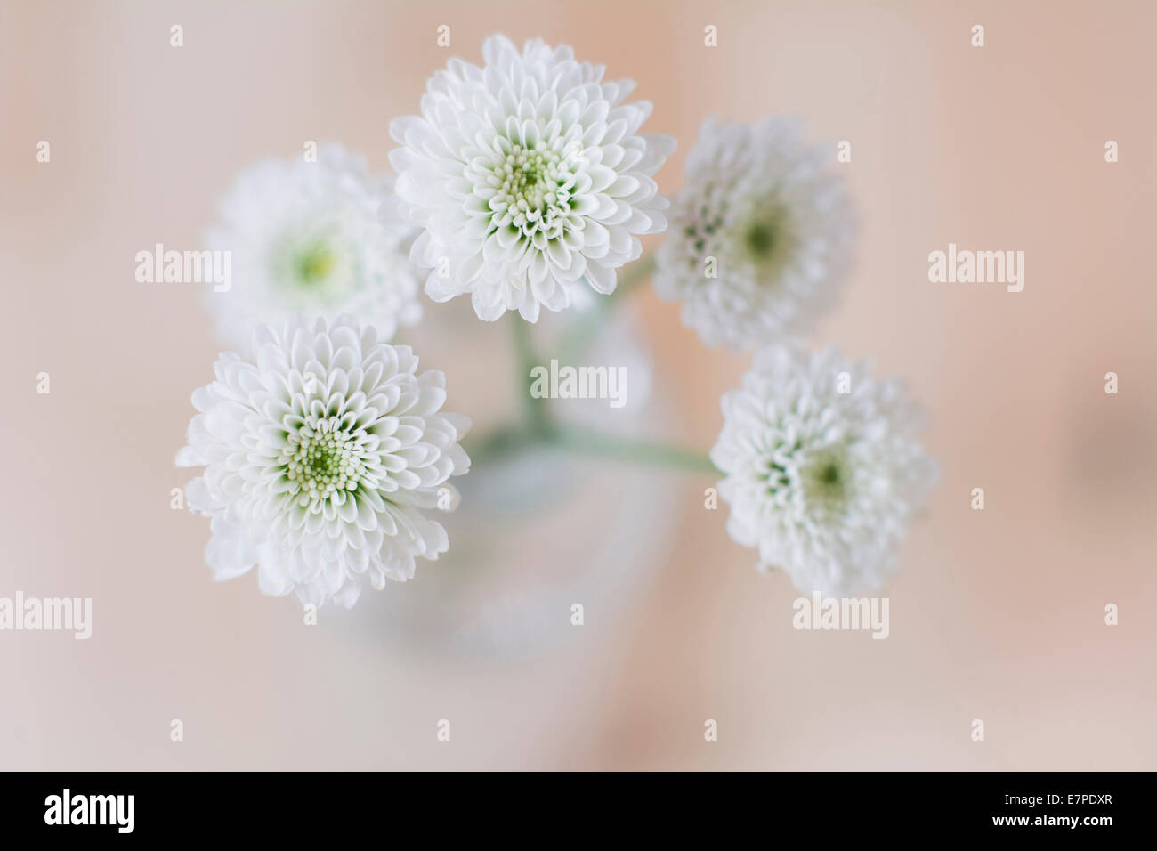 Studioaufnahme von weißen Blume Stockfoto