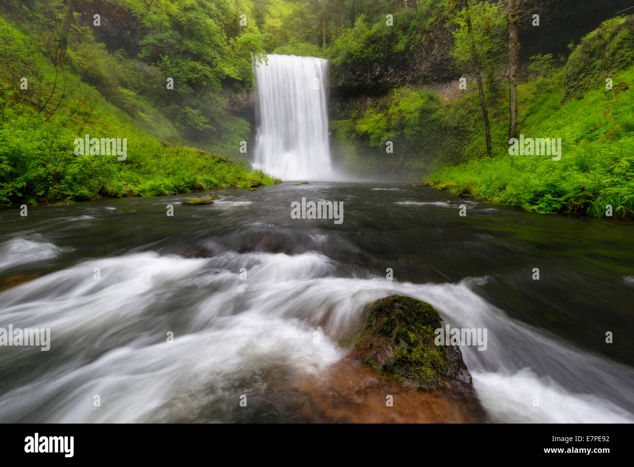 USA, Oregon, Marion County, fällt Norden im Wald Stockfoto