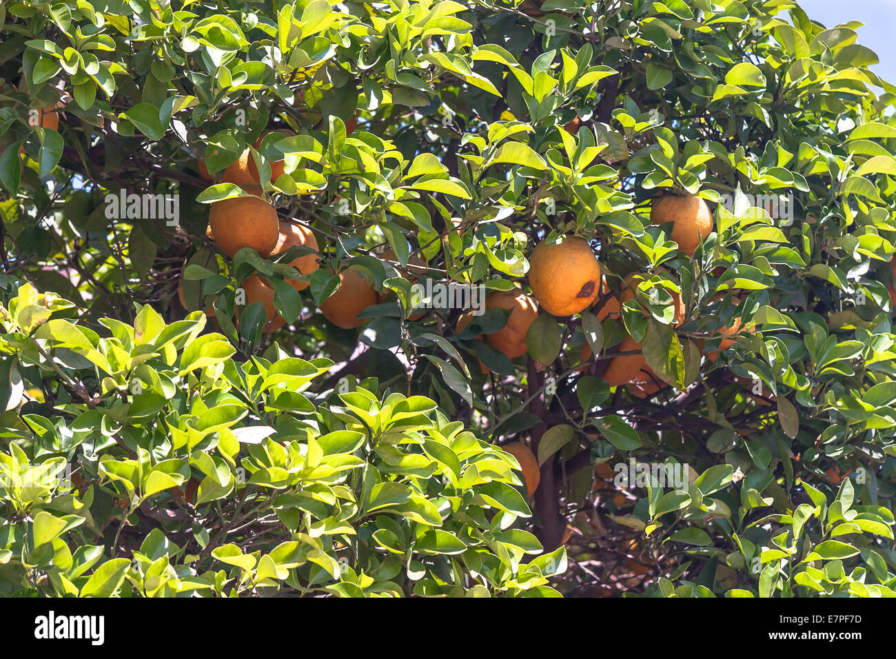 Orangenbäume - Citrus sinensis Stockfoto