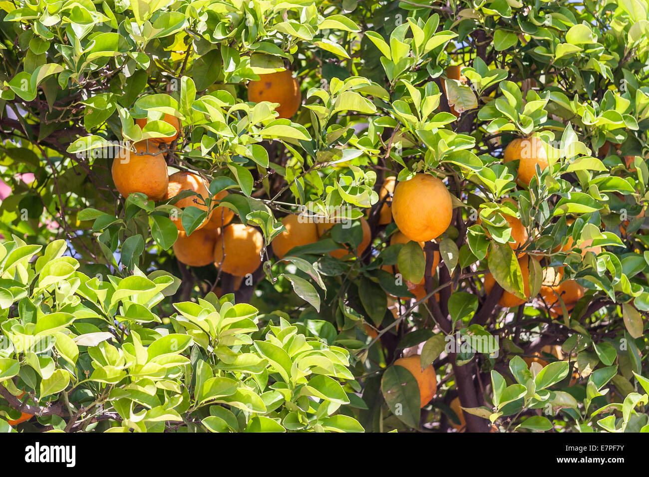 Orangenbäume - Citrus sinensis Stockfoto