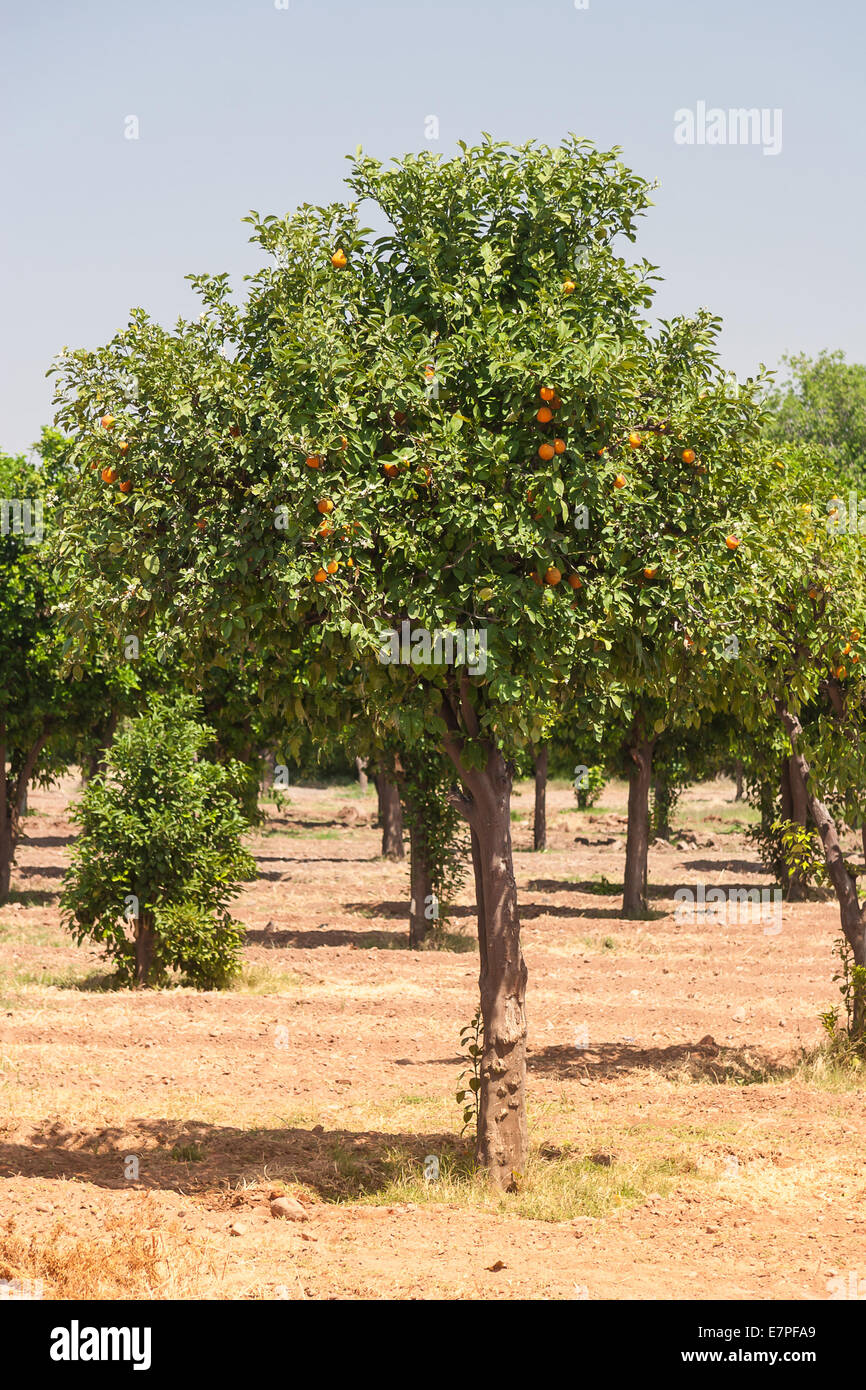 Orangenbäume - Citrus sinensis Stockfoto