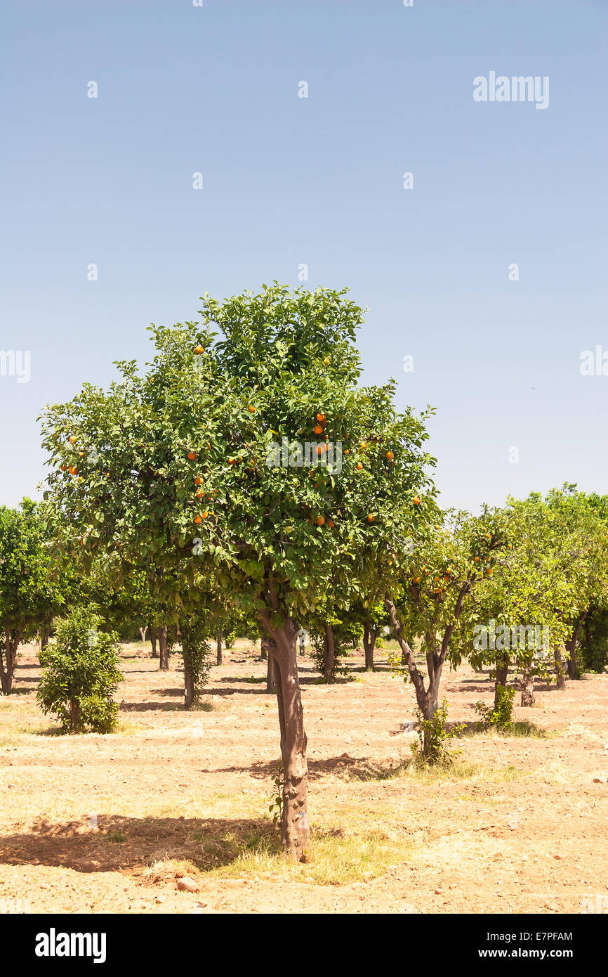 Orangenbäume - Citrus sinensis Stockfoto