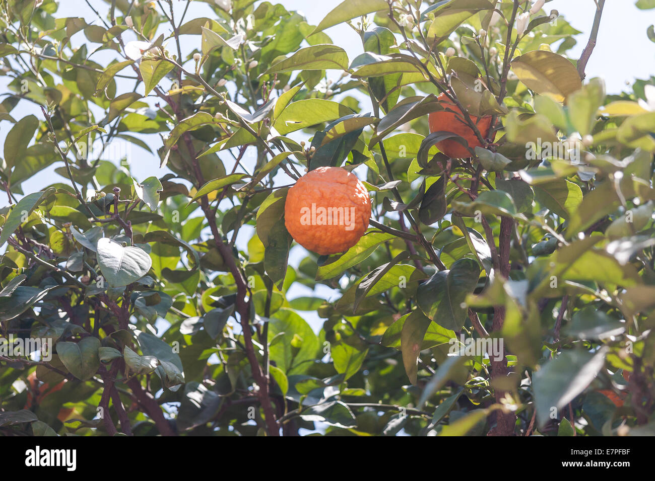 Orangenbäume - Citrus sinensis Stockfoto