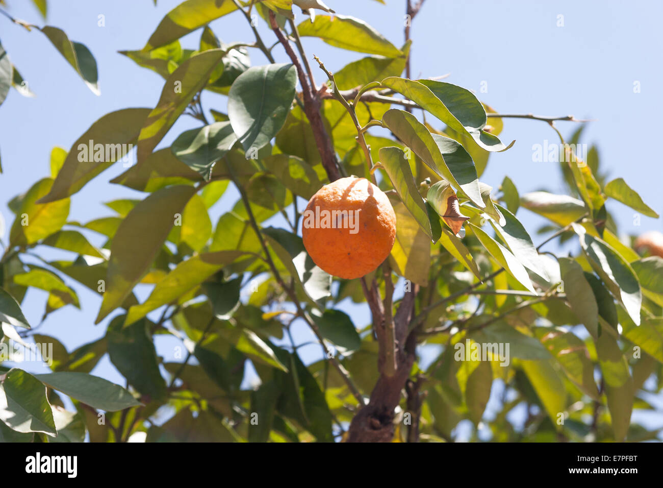 Orangenbäume - Citrus sinensis Stockfoto