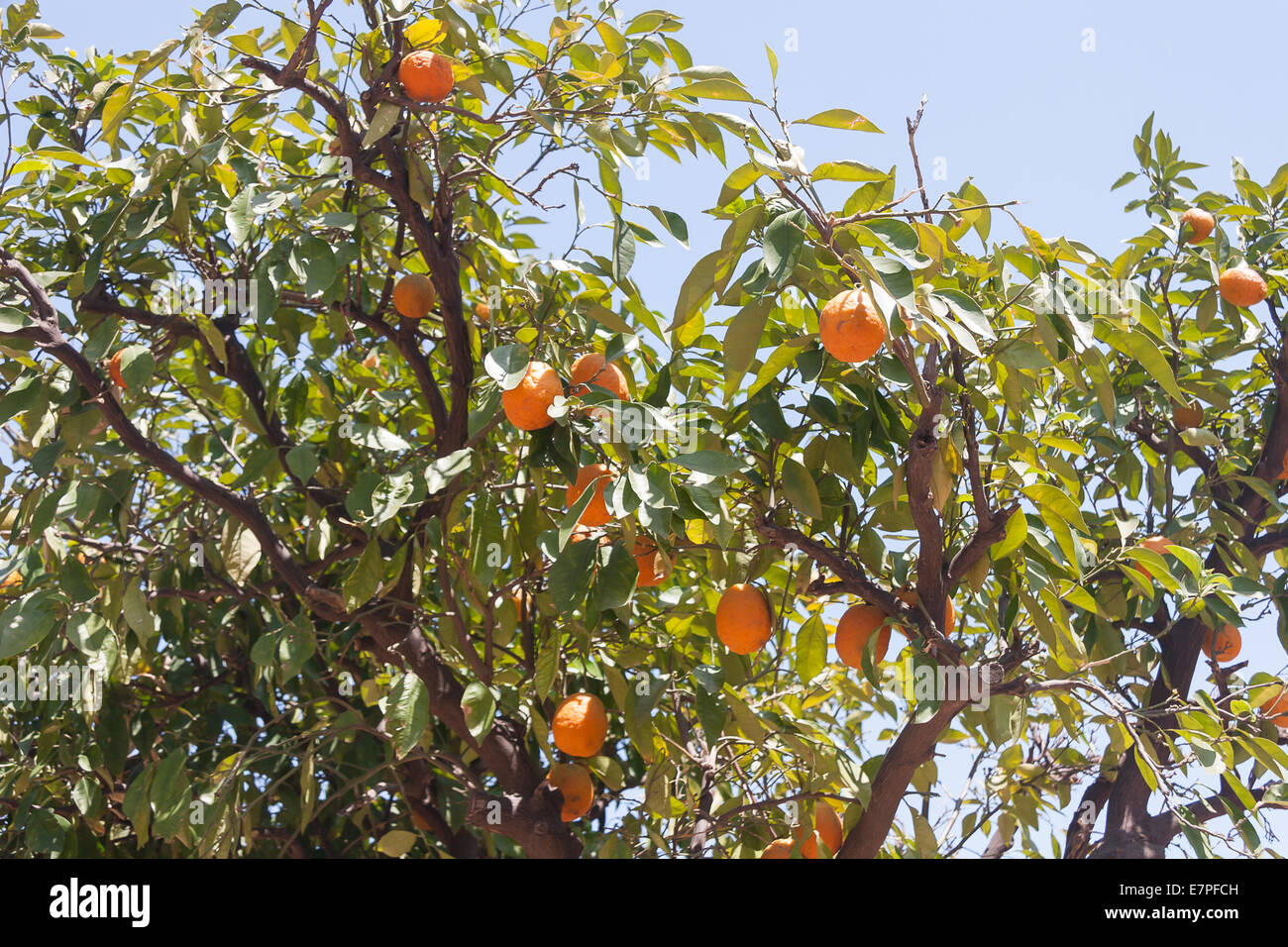 Orangenbäume - Citrus sinensis Stockfoto