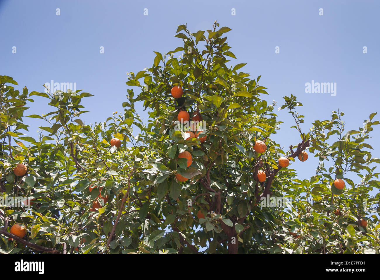 Orangenbäume - Citrus sinensis Stockfoto