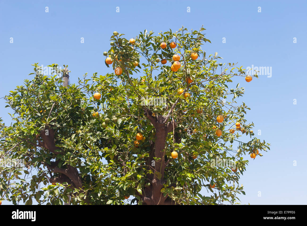 Orangenbäume - Citrus sinensis Stockfoto