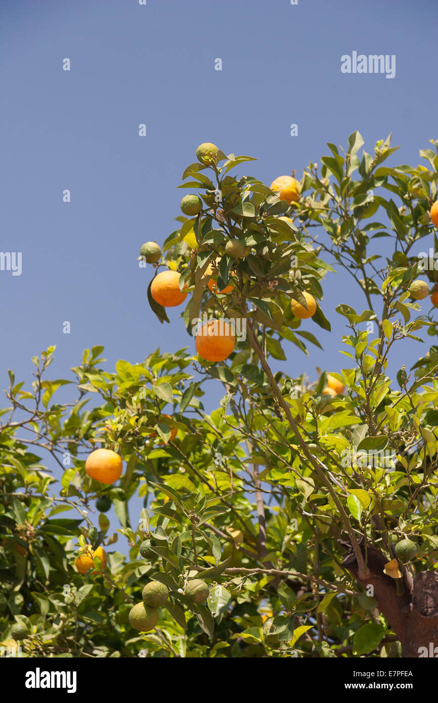 Orangenbäume - Citrus sinensis Stockfoto